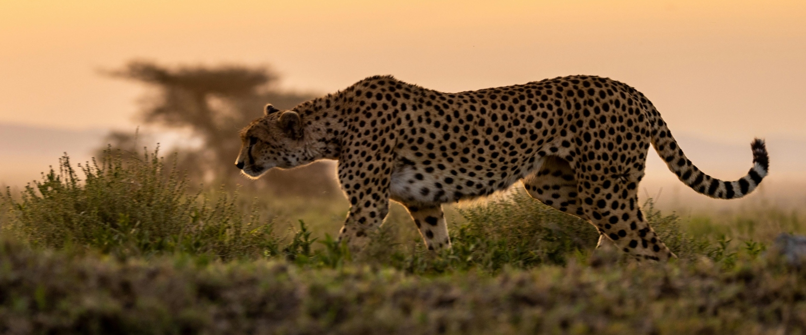 Cheetah stalking at sunset South Africa