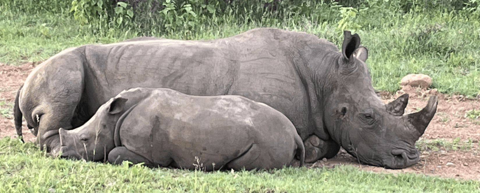 Rhino resting in the grass South Africa Big 5 safari