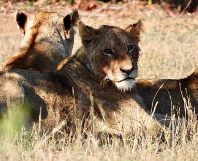 Lion on game drive – Joxilox Big5 Safari Tour 2025