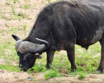 Buffalo on game drive – Kruger National Park
