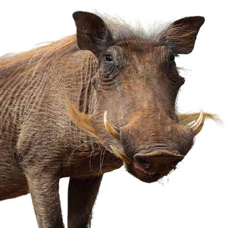 Warthog (Pumba) at Marloth Park lodge – Joxilox Big5 Safari Naturist Tour