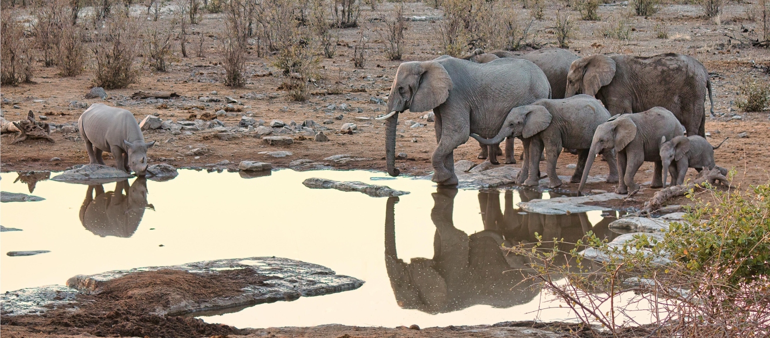 Elephant herd at a waterhole in South Africa