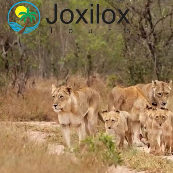 Joxilox Big 5 Tours