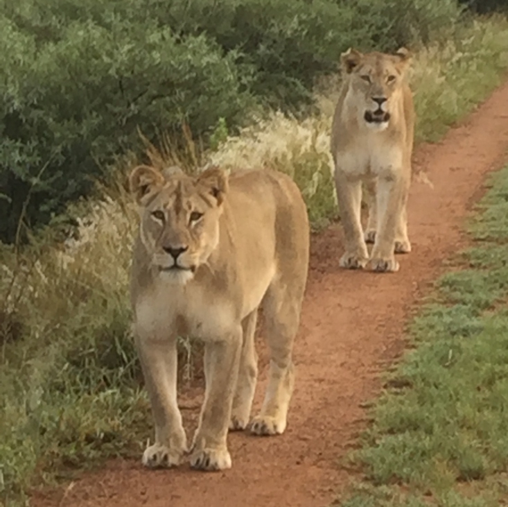 Two lionesses walking on a safari road in South Africa