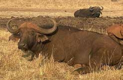 Buffalo on safari – Joxilox Big5 Safari August September 2024