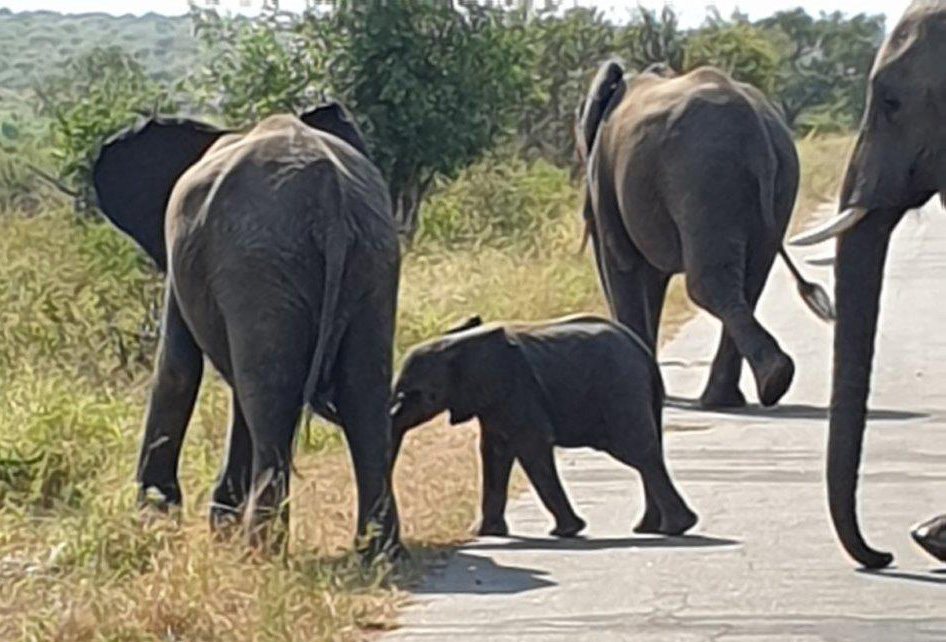 Elephants on game drive – Joxilox Big5 Safari March 2024