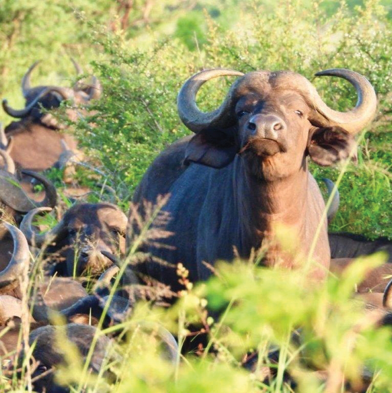 Buffalo close-up on safari – Joxilox Big5 Tour 2025