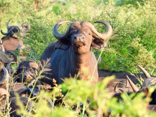 Buffalo herd on safari – Joxilox Big5 Safari January 2025