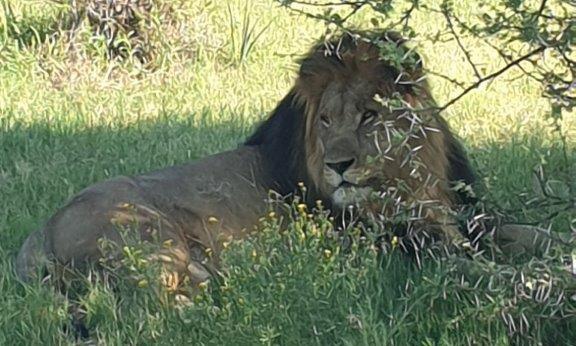 Lion resting in the grass – Joxilox Naked Group Tour February 2024