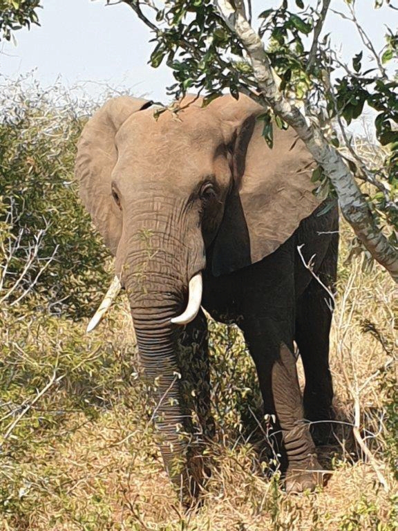 Elephant on research trip – Joxilox Tours Eastern and Western Cape June 2024