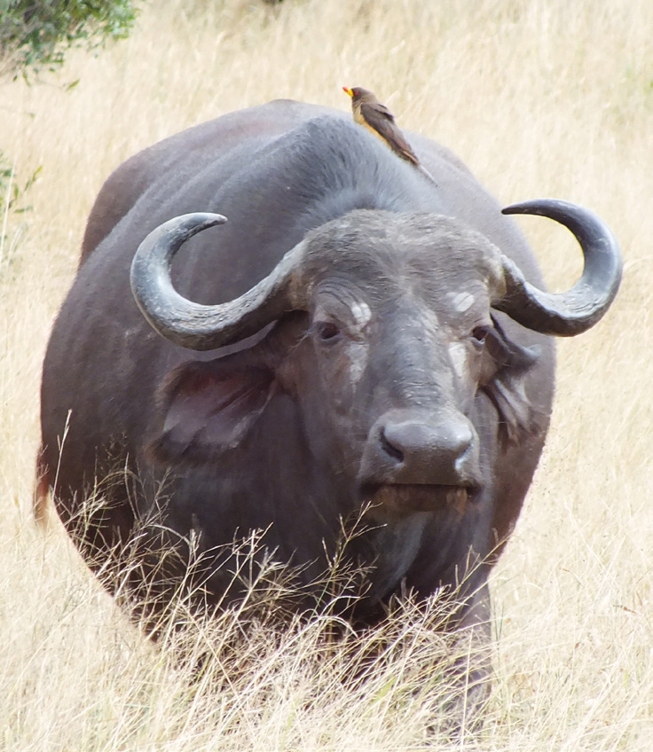 Buffalo spotted on safari in Kruger National Park
