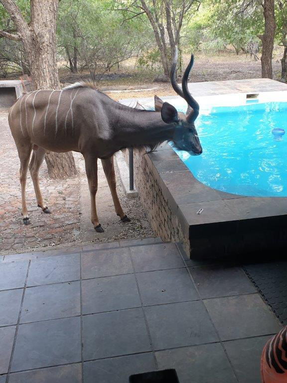 Impala at Marloth Park accommodation – Joxilox Big5 Safari March 2024