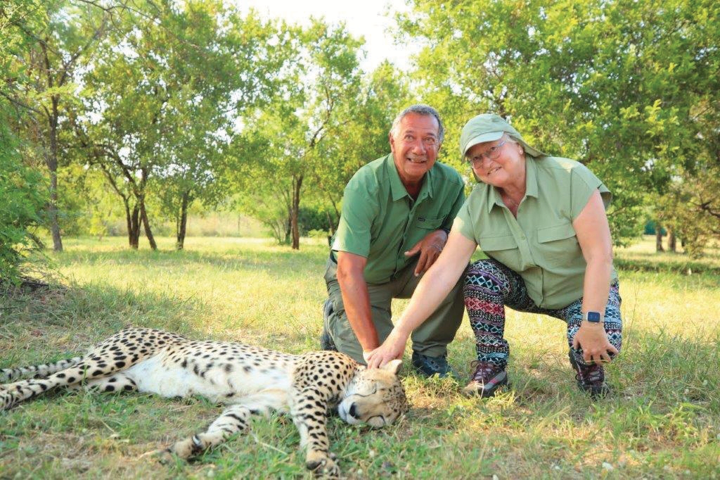 Cheetah at sanctuary – Joxilox Tours