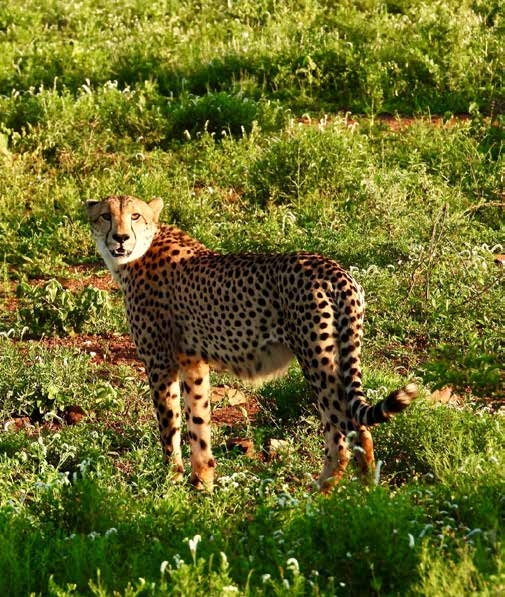 Cheetah at sanctuary – Joxilox Big5 Safari January 2025