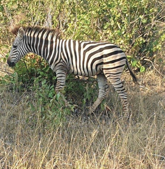 Zebra on research trip – Joxilox Eastern and Western Cape June 2024