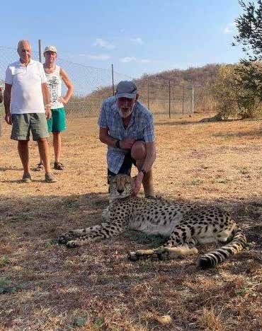 Guest stroking a cheetah at Lion and Cheetah Sanctuary – Joxilox 2024