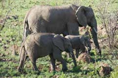 Elephant on safari โ Joxilox NW Mpumalanga Tour November 2023