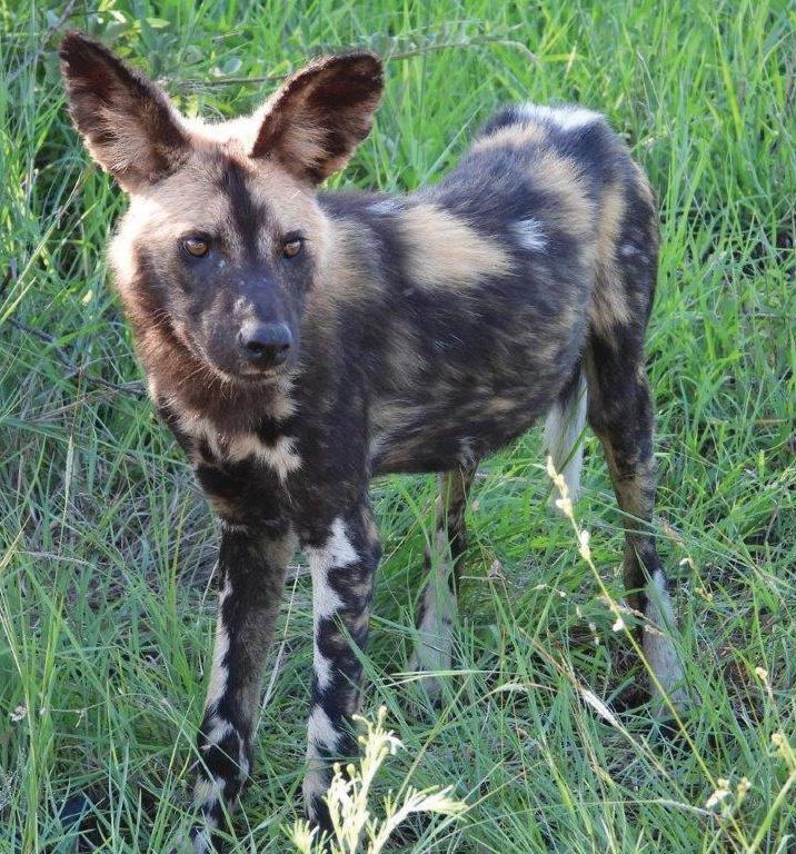 Wild Dogs spotted on safari – Joxilox Big5 Safari 2025