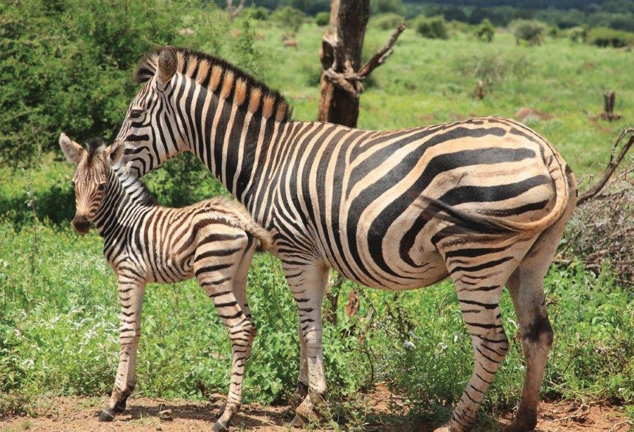 Zebras on game drive – Joxilox Big5 Safari January February 2025