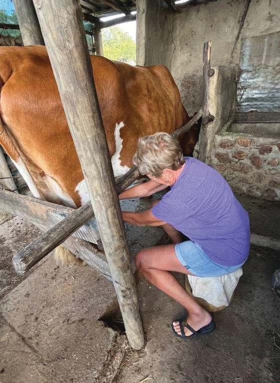 Milking cows at Bare Necessities Naturist Farm