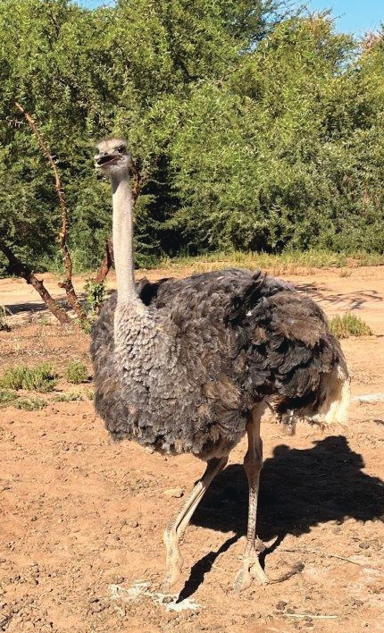 Ostrich near Oudtshoorn – Joxilox Cape Tour March 2025