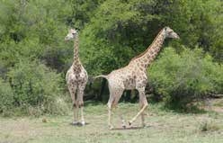Giraffe on safari โ Joxilox NW Mpumalanga Group Tour 2023