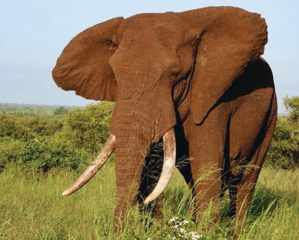 Elephant on game drive – Joxilox Big5 Safari 2025