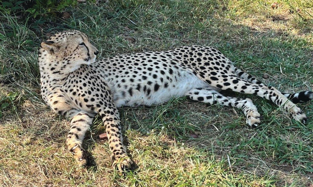 Cheetah at sanctuary – Joxilox Big5 Safari January February 2025
