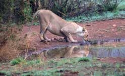 Lioness on game drive โ Joxilox NW Mpumalanga Group Tour November 2023