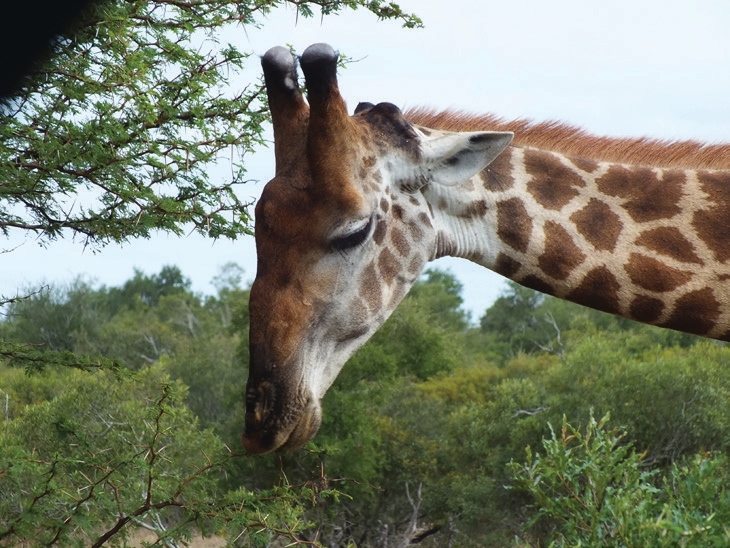 Giraffe spotted on safari in Kruger National Park
