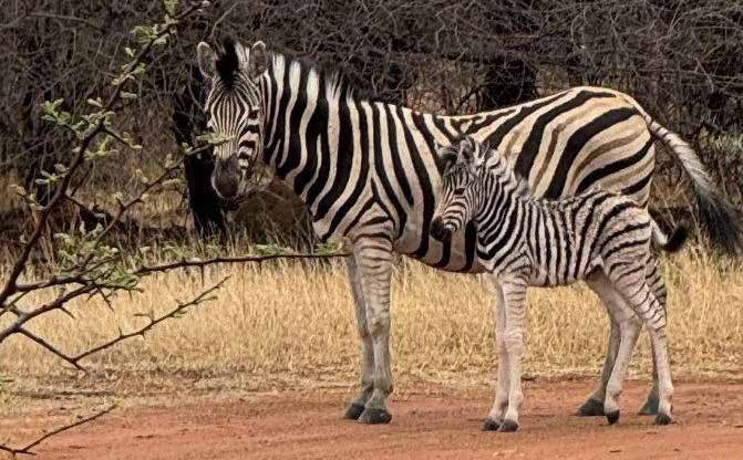 Zebra on game drive – Dinokeng Game Reserve, Joxilox Tour