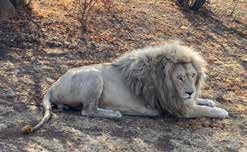 White lion at Pilanesberg – Joxilox Big5 Safari 2024