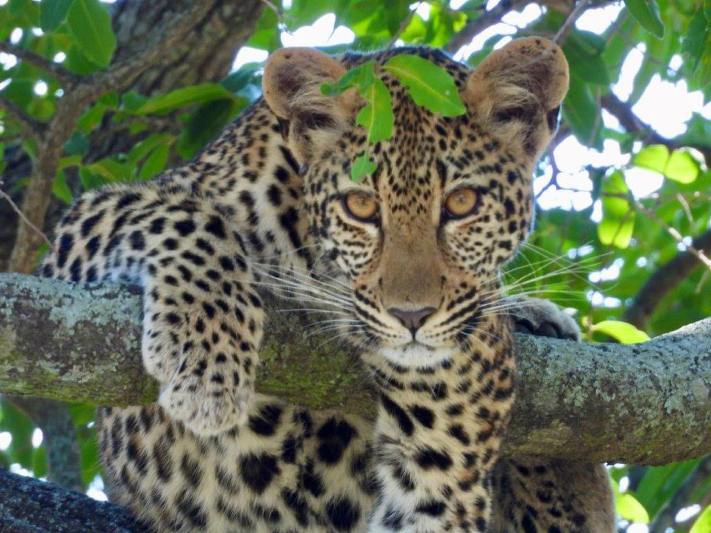 Leopard in a tree – Joxilox Big5 Safari Group Tour March 2024
