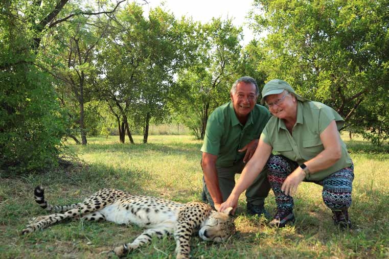 Amanda and Lofty stroking a cheetah – Joxilox Big5 Safari January 2025