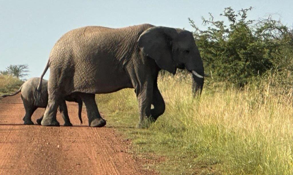 Elephant at Adventures with Elephants – Joxilox Naked Group Tour 2024