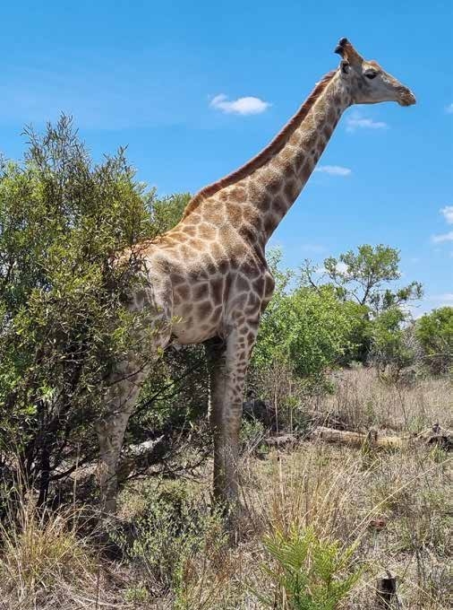 Giraffe on game drive – Joxilox Tours, Dinokeng Game Reserve