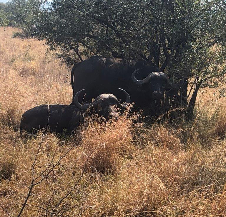 Buffalo herd in the bush – Joxilox Big5 Safari March 2024