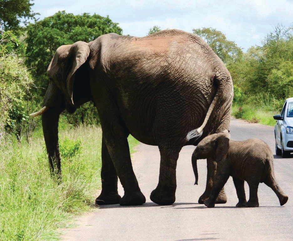 Elephants at Adventures with Elephants – Joxilox Big5 Safari
