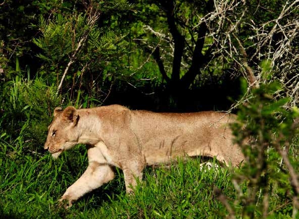 Lioness on safari – Joxilox Big5 Safari January 2025