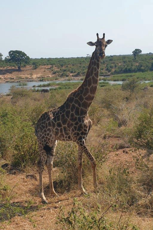 Giraffe spotted on research trip – Joxilox Cape Tour research
