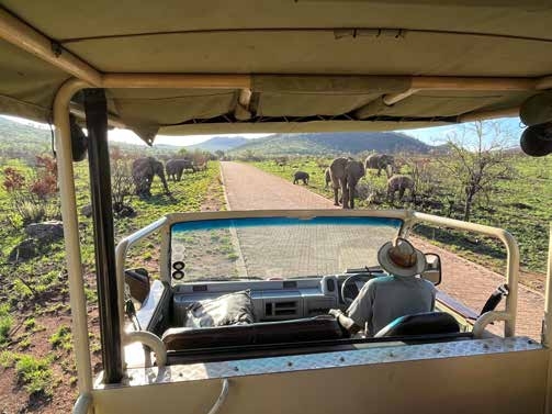 Open vehicle game drive – Joxilox Big5 Safari Naturist Tour