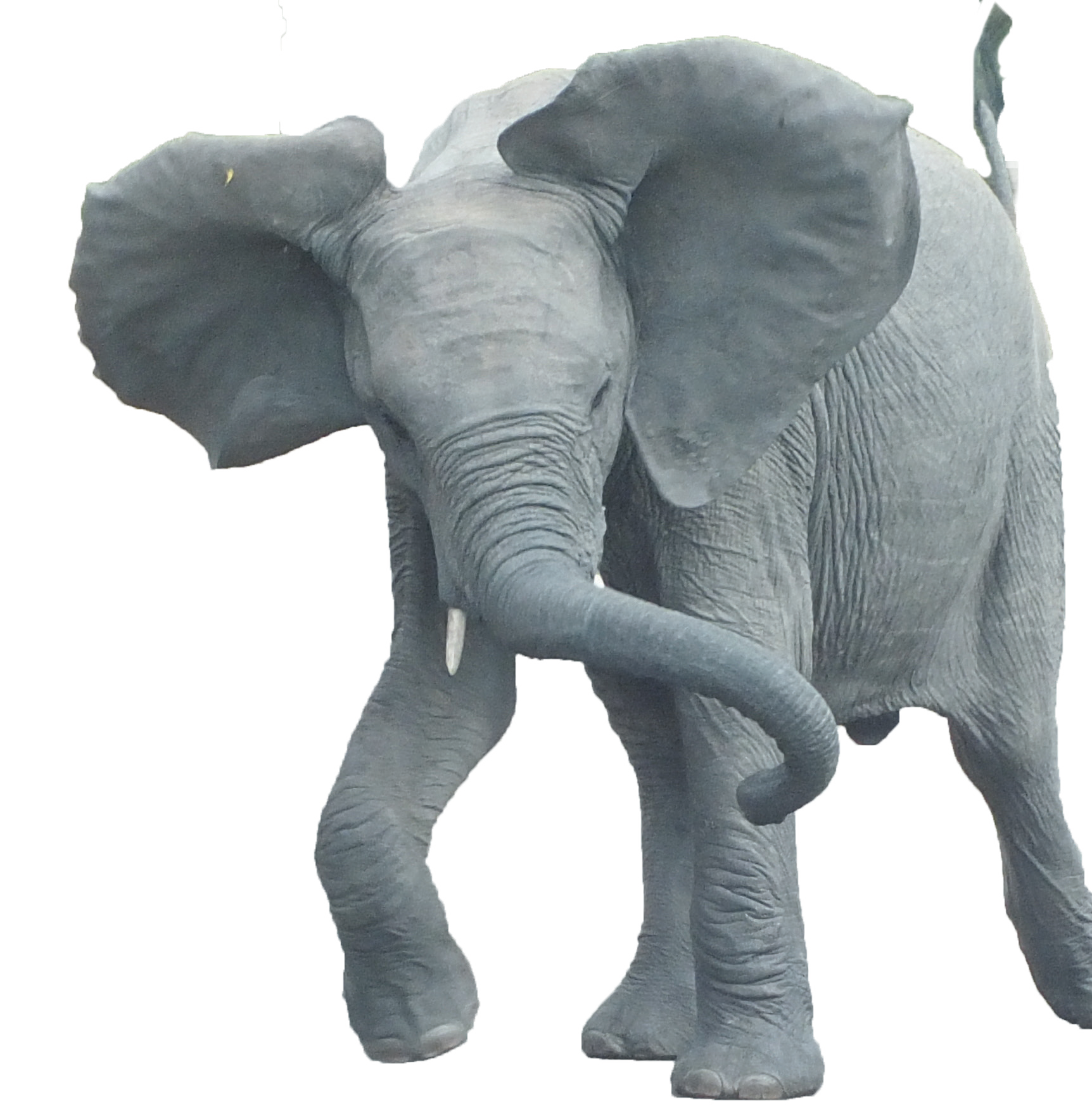 Elephant cutout – Kruger National Park wildlife