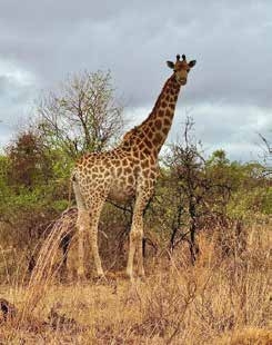 Giraffe on safari – Joxilox Internatuur Safari and Sea Tour