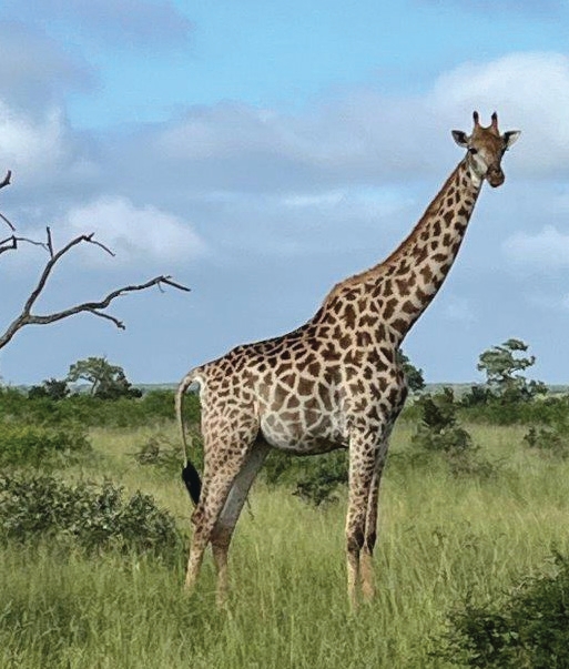Giraffe close-up – Joxilox Big5 Safari January February 2025