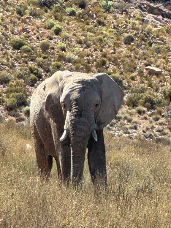 Elephant on game drive – Aquila Game Reserve, Cape Tour