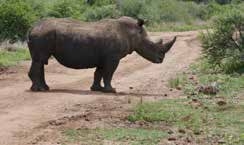 Rhino on safari โ Joxilox NW Mpumalanga Group Tour November 2023