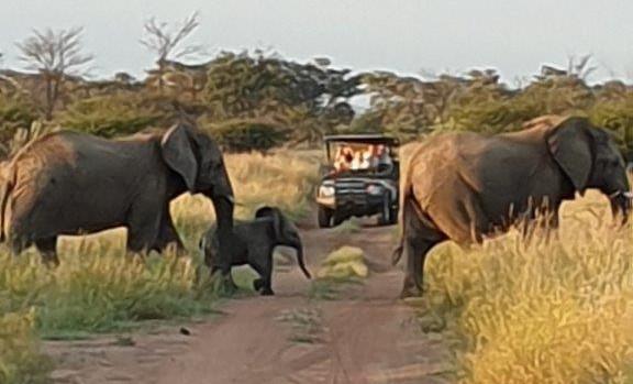 Elephants crossing the road on game drive – Joxilox Naked Group Tour February 2024