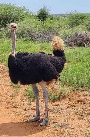 Ostrich face to face on game drive – Joxilox Naturist Tour