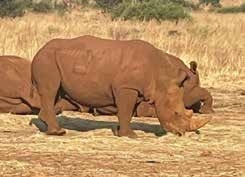 Rhino on game drive – Joxilox Big5 Safari 2024