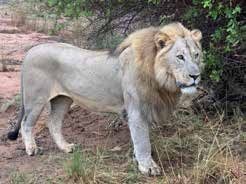 Lion on safari – Joxilox Internatuur Safari and Sea Tour November 2024